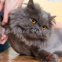آموزش آرایش گربه پرشین