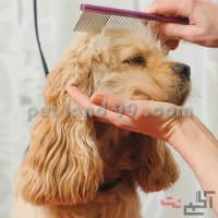 آموزشگاه تخصصی آرایش سگ و گربه