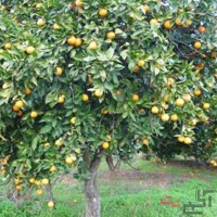 زمین دونبش ۱۰۵۰ متری با ساختمان ۱۸۰ متری و سند تک‌برگ - عباس‌آباد