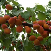 تولید و فروش نهال