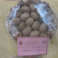 تولید و فروش نهال