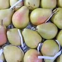 تولید و فروش نهال