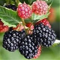 فروش اسانس های خوراکی