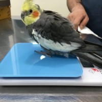 کلینیک حیوانات خانگی (دامپزشکی) و پت شاپ اکسینپت