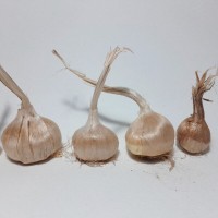 کاشت پیاز زعفران